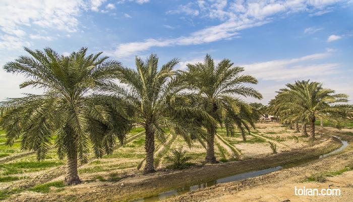   Abadan-Palms (toiran.com/Photo by Shahin Kamali)