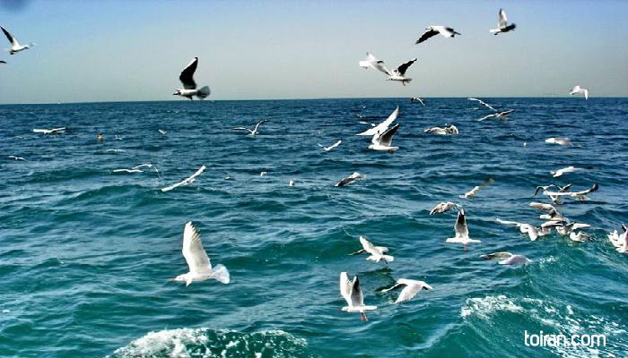 Qeshm-Sea (toiran.com/Photo by Shahin Kamali)