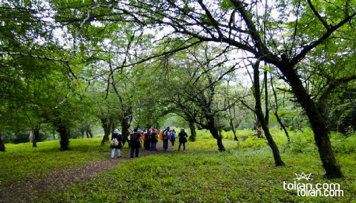Babol
-
Babolkenar Forest Park(toiran.com)
