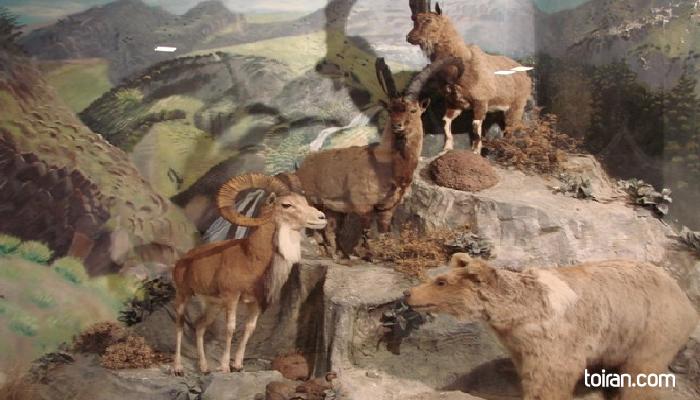   Ardabil- Natural History Museum (toiran.com)

